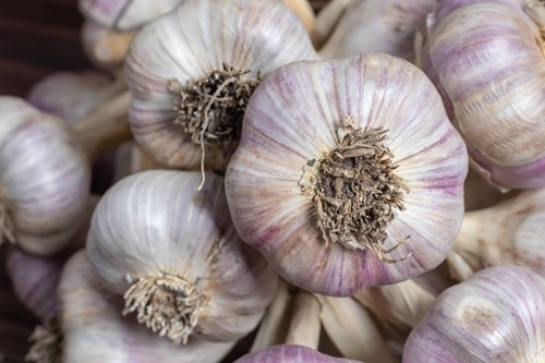 Czosnek jadalny ozimy Harnaś 250 g