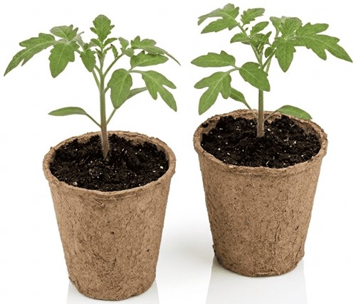 Doniczki z włókna kokosowego okrągłe 6x6 cm 24 szt.