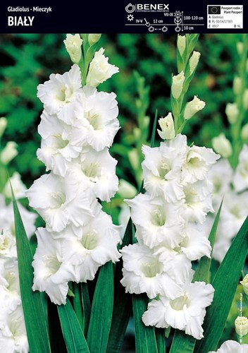 Mieczyk Biały - Gladiola - 5 szt.