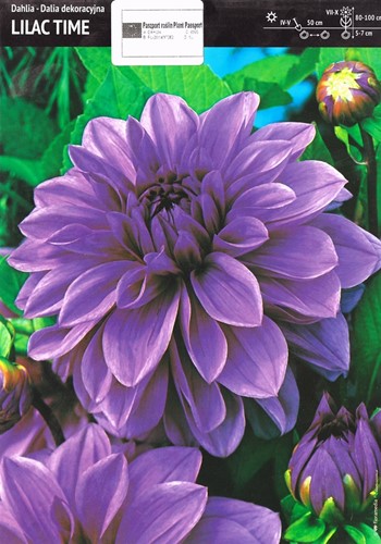 Dalia Lilac Time 1 szt.