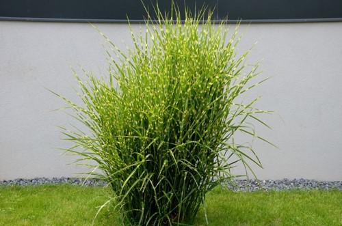 Miskant chiński Strictus - sadzonka 1 szt.