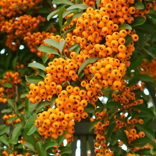 Ognik szkarłatny Orange Charmer - sadzonka 1 szt.