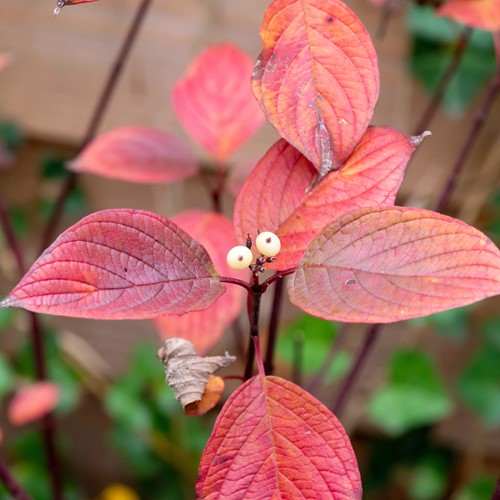 Dereń biały Sibirica - sadzonka 1 szt.