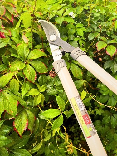 Sekator do gałęzi z długimi rączkami Green Star 66 cm