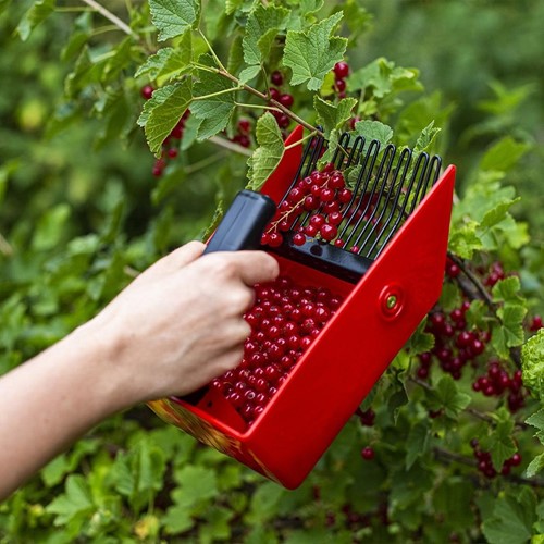 Zbieraczka - maszynka do zbierania jagód, borówek, porzeczek