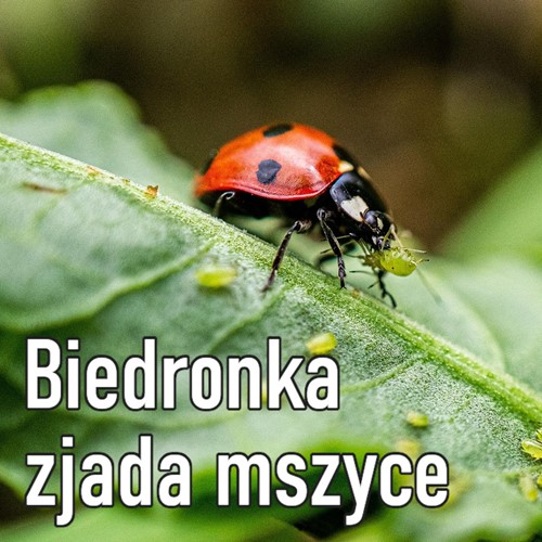 Mszyca Stoper - larwy biedronki na mszyce - 100 szt. Vegano