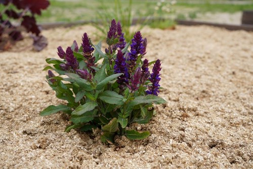 Ściółka ogrodowa ze słomy Plantimax Uniwersal 33 l