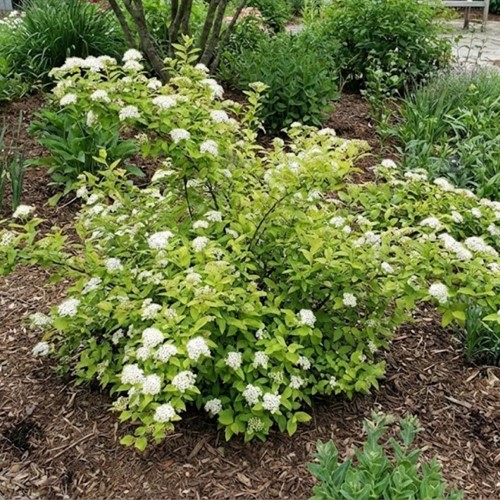 Tawuła japońska Albiflora sadzonka 1 szt.