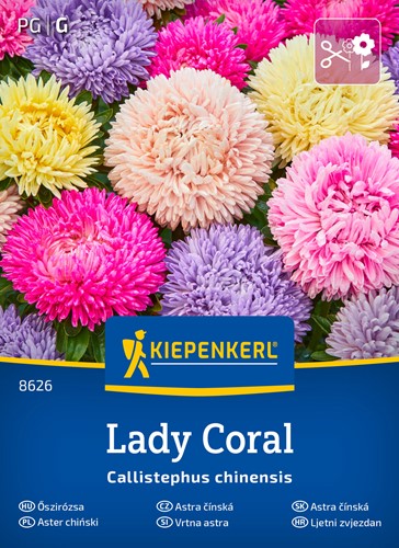 Aster chiński Lady Coral Mix