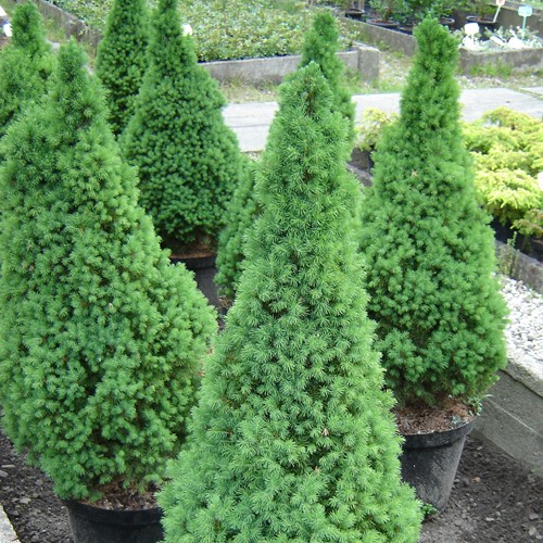 Świerk biały Conica - sadzonka 1 szt.