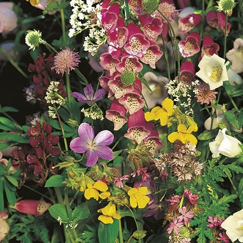 Kwiaty cieniolubne do ogrodu wieloletnie