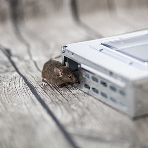 Pułapka na myszy – metalowa żywołapka 15,5 x 26 x 5 cm