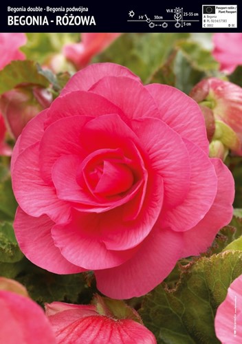 Begonia pełna różowa Large Flowered Double 3 szt.