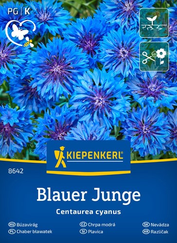 Chaber bławatek Blauer Junge