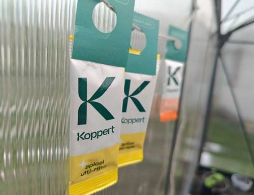 Dobroczynek Kalifornijski - saszetki 10 szt.