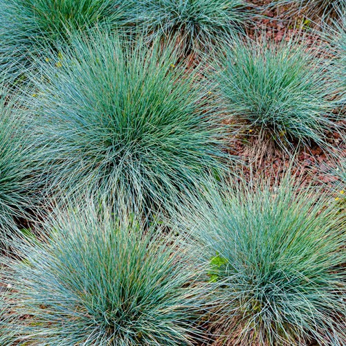 Kostrzewa sina sadzonki 20 szt.