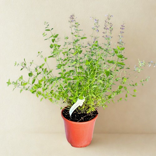 Kocimiętka Fassena 'Six Hills Giant' – sadzonka 1 szt.