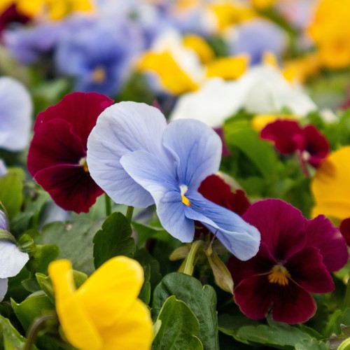 Fiołek rogaty mix kolorów 0,5 g