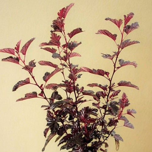 Pęcherznica kalinolistna Red Baron - sadzonka 1 szt.