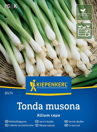Cebula siedmiolatka zimowa Tonda Musona
