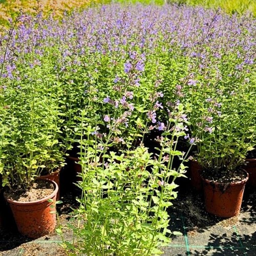 Kocimiętka Fassena Walker's Low - sadzonka 1 szt.