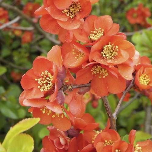 Pigwowiec japoński - Chaenomeles Japonica - sadzonka 1 szt.