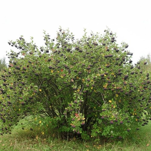 Aronia czarnoowocowa sadzonka 1 szt.