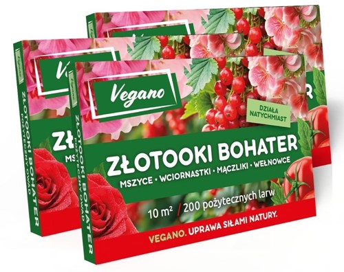 Złotooki Bohater - larwy na mszyce - 600 szt. Vegano