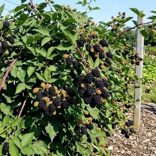 Jeżyna bezkolcowa Black Satin sadzonka 1 szt.