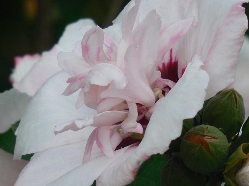 Hibiskus - Ketmia syryjska French Cabaret Pastel wys. 30 cm