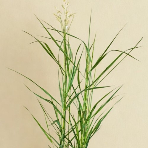 Proso rózgowate Squaw – sadzonka 1 szt.