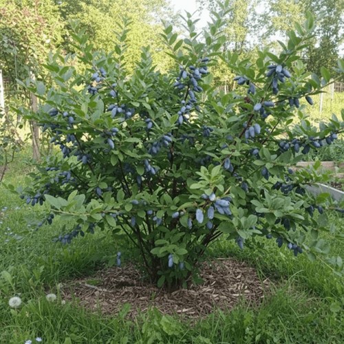 Jagoda kamczacka Indigo Gem sadzonka 1 szt.