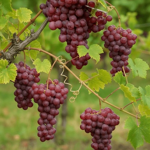 Winorośl Reliance sadzonka 1 szt.