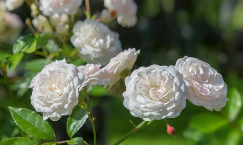 Róża okrywowa Sea Foam - sadzonka 1 szt.