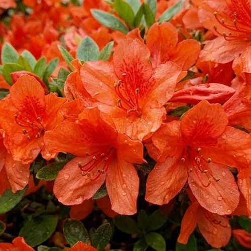 Azalia japońska Geisha Orange sadzonka 1 szt.