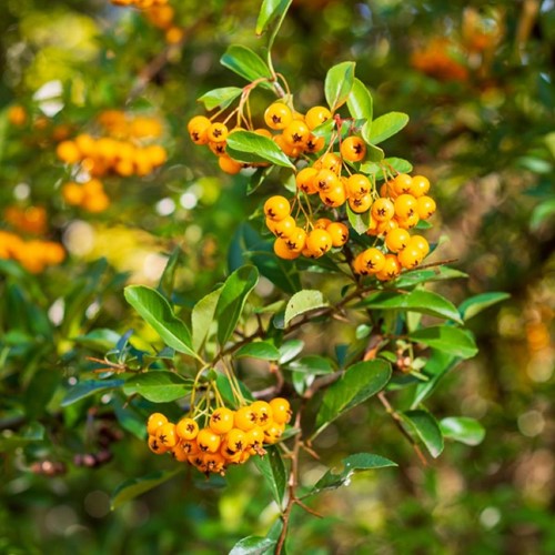 Ognik szkarłatny Soleil d'Or - sadzonka 1 szt.