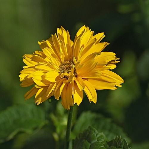 Słoneczniczek - Heliopsis żółty 0,5 g