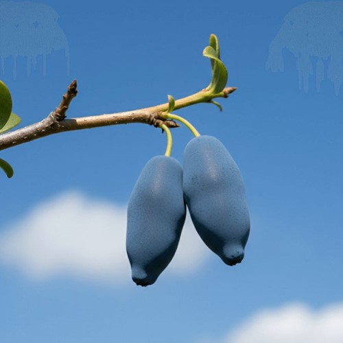 Jagoda kamczacka Aurora sadzonka 1 szt.