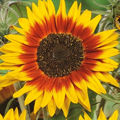 Słonecznik zwyczajny Ring of Fire