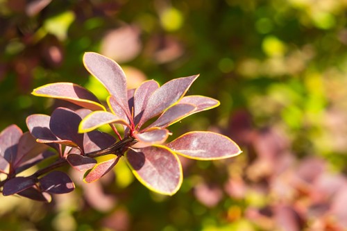 Berberys Thunberga Rose Glow