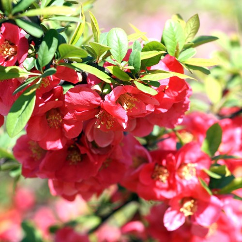 Pigwowiec japoński - Chaenomeles Japonica - sadzonka 1 szt.