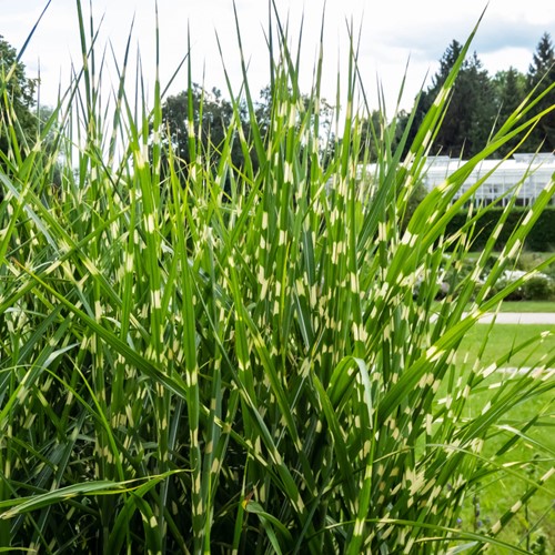 Miskant chiński Strictus - sadzonka 1 szt.