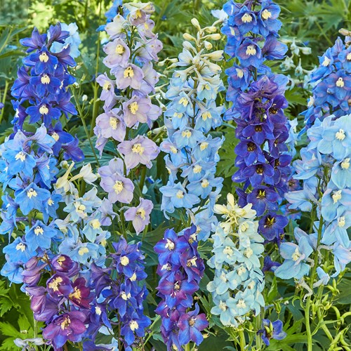 Ostróżka wieloletnia - nasiona mieszanka kolorowych odmian