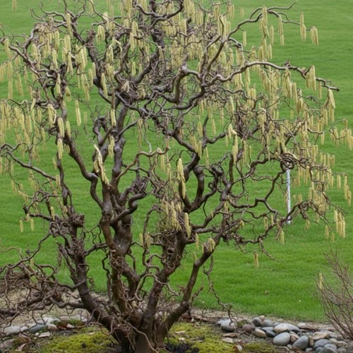 Leszczyna pospolita Contorta sadzonka 1 szt.