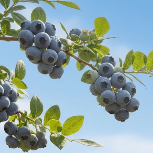 Borówka amerykańska Bluecrop sadzonka 1 szt.