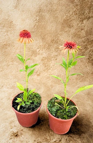 Jeżówka Supreme  Cantaloupe - sadzonka 1 szt.