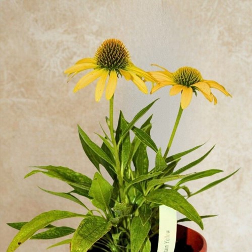 Jeżówka Fountain Yellow - sadzonka 1 szt