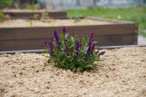 Ściółka ogrodowa ze słomy Plantimax Uniwersal 33 l