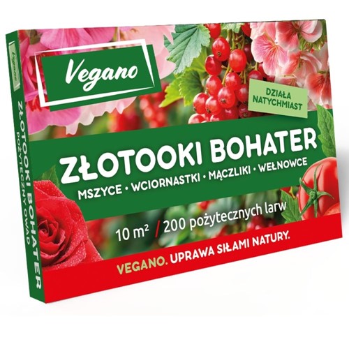 Złotooki Bohater - larwy na mszyce - 200 szt. Vegano