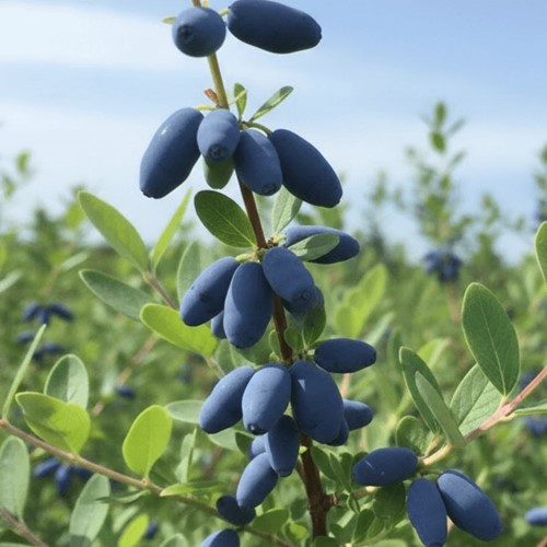 Jagoda kamczacka Wojtek sadzonka 1 szt.